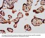 SLC7A2 Antibody