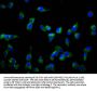SLCO1A2 Antibody