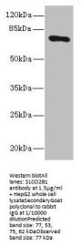 SLCO2B1 Antibody