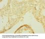 SLCO2B1 Antibody