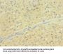 SLCO2B1 Antibody