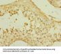 SLCO2B1 Antibody