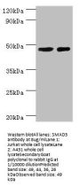 SMAD3 Antibody