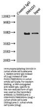 SMAD3 Antibody