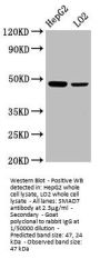 SMAD7 Antibody