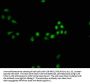 SMAD7 Antibody