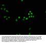 SMAD7 Antibody