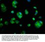 SMC2 Antibody