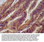 SMPD2 Antibody