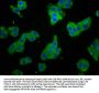 SMPD2 Antibody