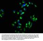 SNAP23 Antibody