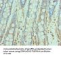 SNAP25 Antibody