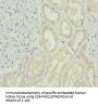 SNAP29 Antibody