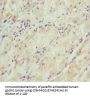SNAP29 Antibody