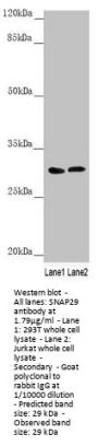 SNAP29 Antibody