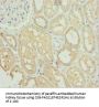 SNAP29 Antibody