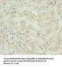 SNAP29 Antibody