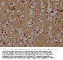 SNCA Antibody