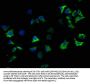 SNCA Antibody