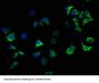 SNCA Antibody