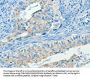 SERPINA9 Antibody