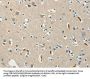SERPINA9 Antibody