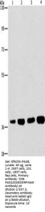 SERPINA9 Antibody