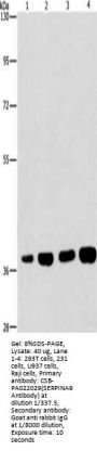 SERPINA9 Antibody