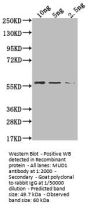 MUD1 Antibody