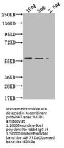 MUD1 Antibody