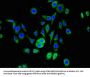 SNRPD1 Antibody