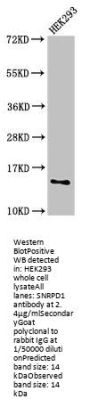 SNRPD1 Antibody