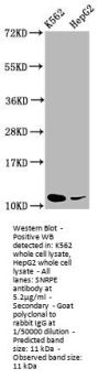 SNRPE Antibody