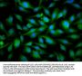 SNRPE Antibody
