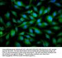 SNRPE Antibody