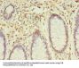 SNX24 Antibody