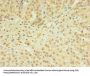 SNX24 Antibody