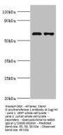 SOAT1 Antibody