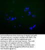 SOAT2 Antibody