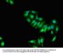 SOCS2 Antibody