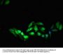 SOCS7 Antibody