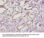 Sod1 Antibody