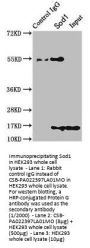 Sod1 Antibody