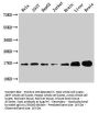 Sod1 Antibody