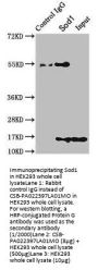 Sod1 Antibody