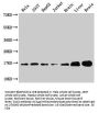 Sod1 Antibody