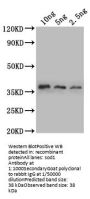 sod1 Antibody