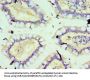 SOD3 Antibody