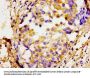 SOX11 Antibody