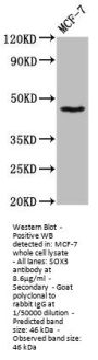 SOX3 Antibody